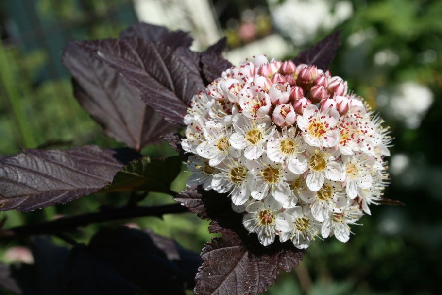 Пузыреплодник калинолистный ред Барон