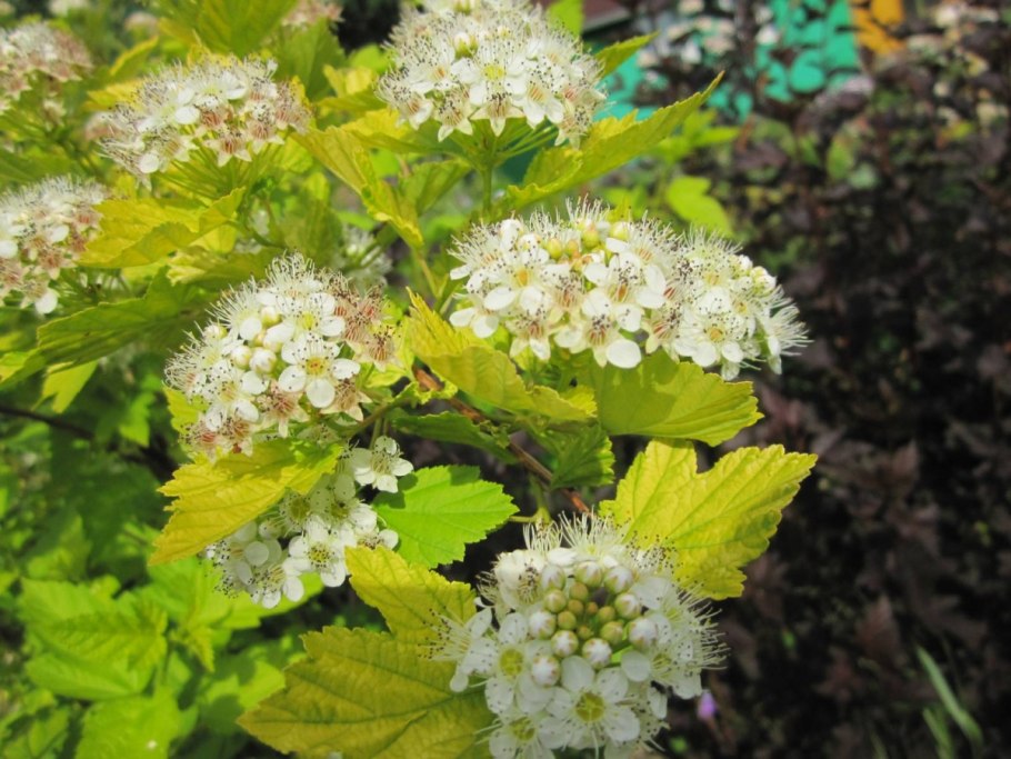 Пузыреплодник калинолистный Physocarpus opulifolius Summer Wine