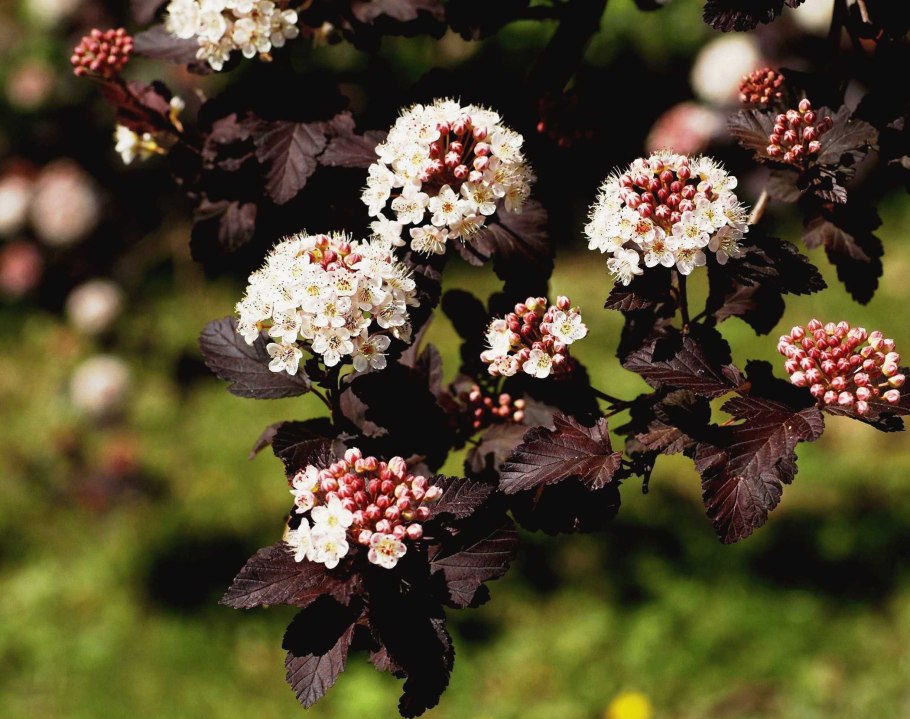 Пузыреплодник калинолистный Файрсайд