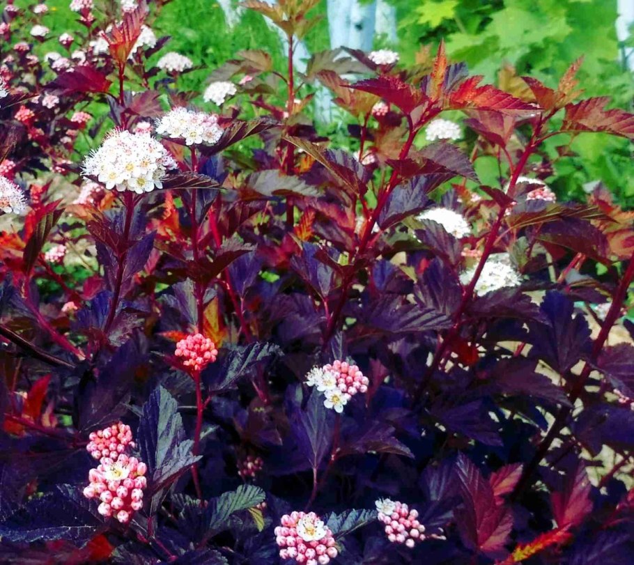 Боярышник Physocarpus opulifolius