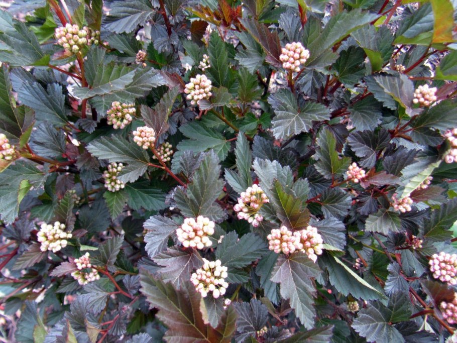 Пузыреплодник калинолистный (Physocarpus opulifolius)