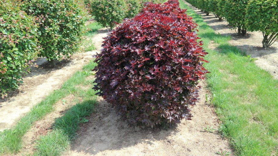 Пузыреплодник калинолистный (Physocarpus opulifolius)