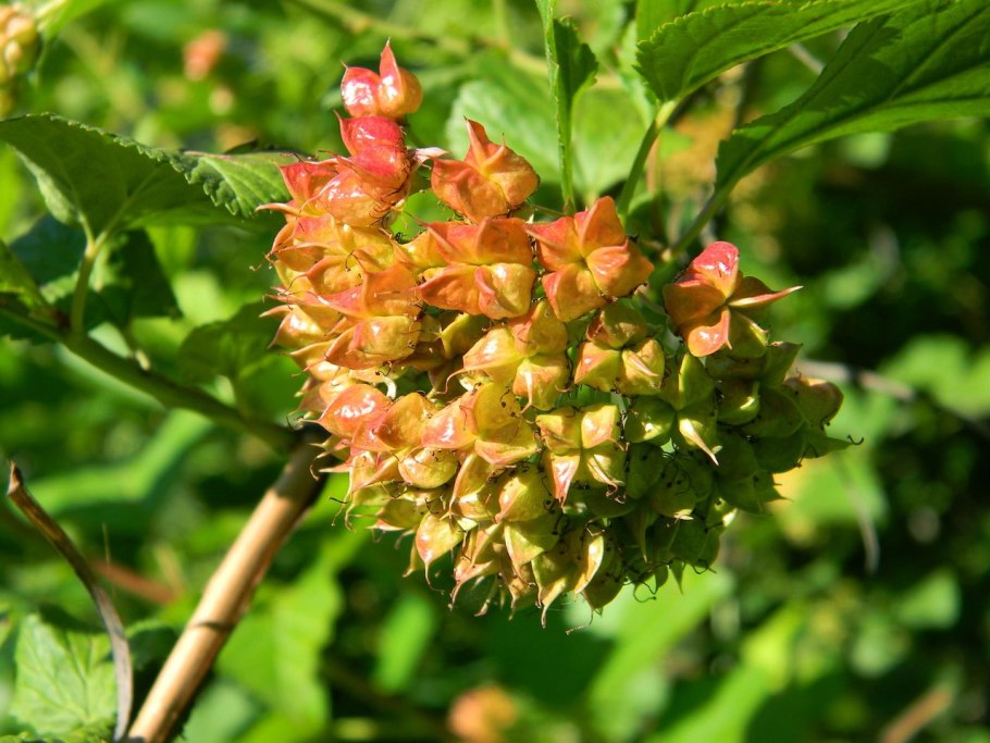 Пузыреплодник калинолистный изгородь