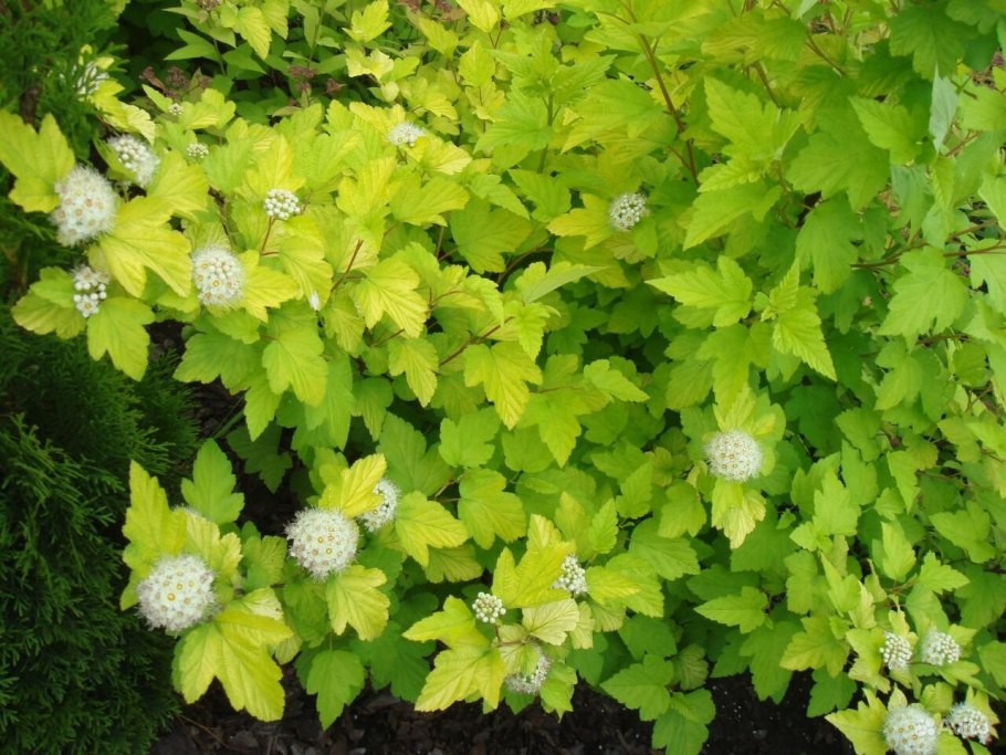 Пузыреплодник Дьяболо