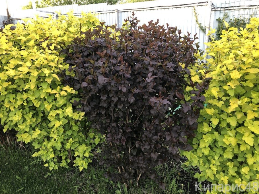 Пузыреплодник калинолистный (Physocarpus opulifolius)