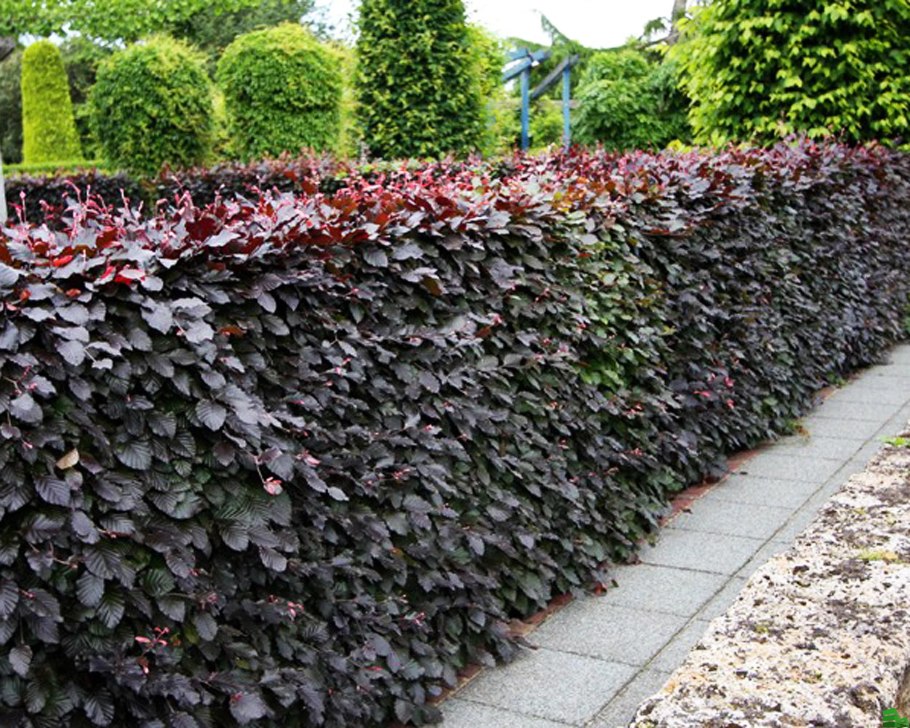 Пузыреплодник калинолистный Лютеус