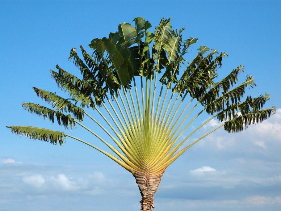 Caryota MITIS variegata