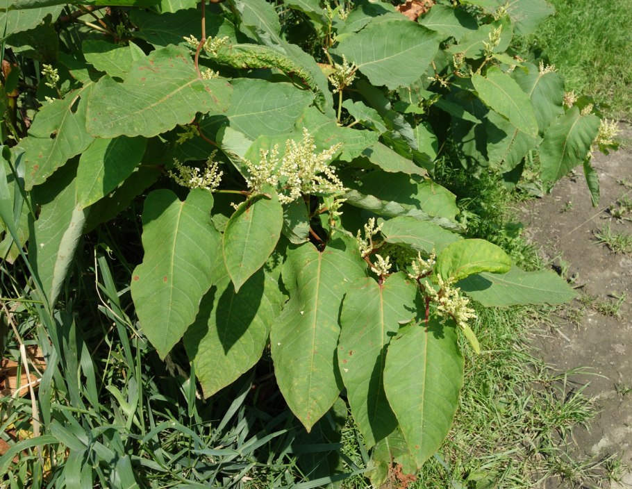 Рейнутрия Сахалинская - Reynoutria sachalinensis