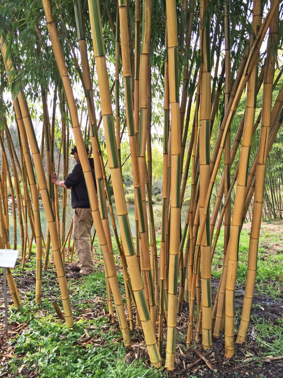 Bambusa Bamboo - бамбук куст бамбука