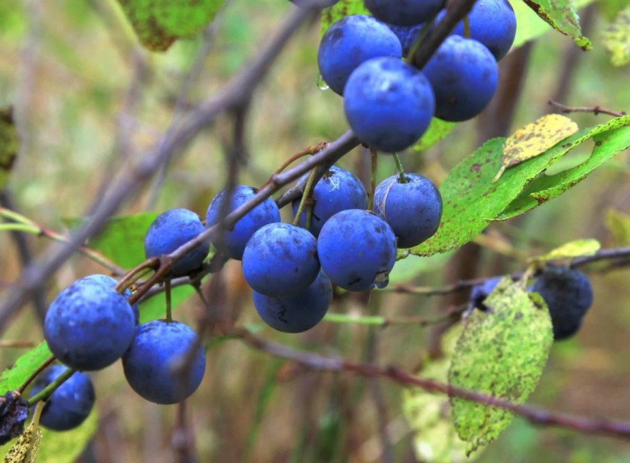 Слива колючая Терн