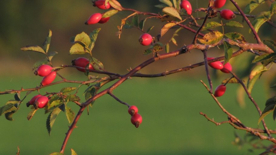 Боярышник и Терновник
