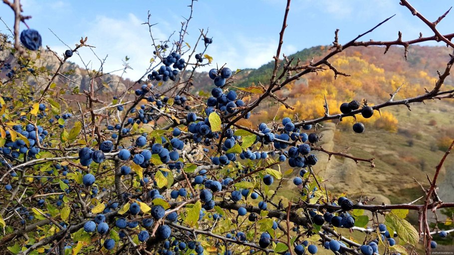 Терн Крымский