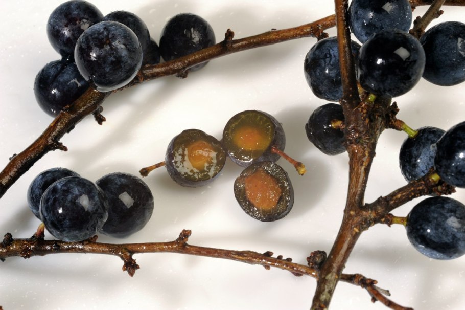 Косточка терновника