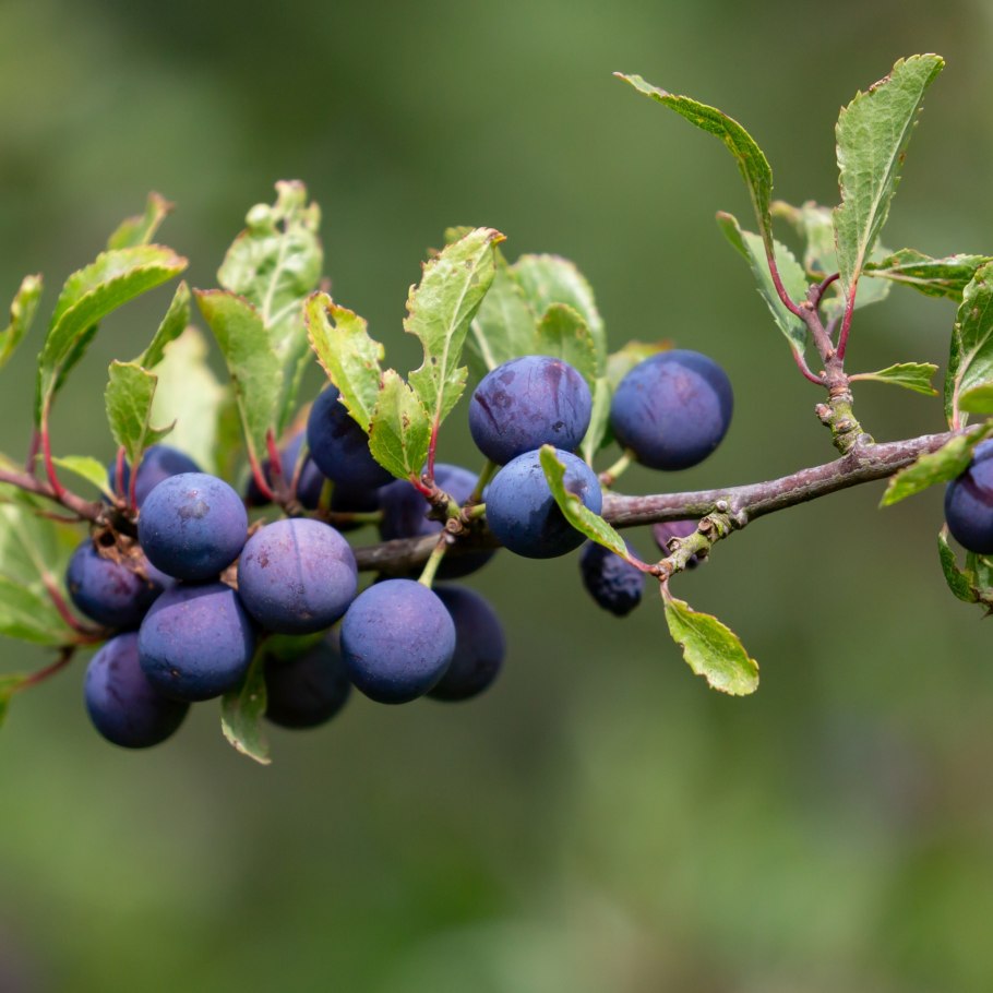 Терн алыча слива