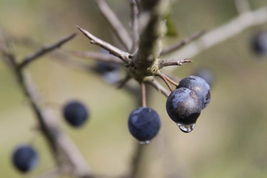 Терн весной