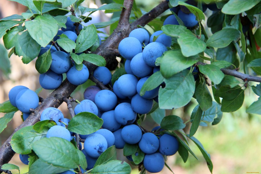 Тернослива Ермак