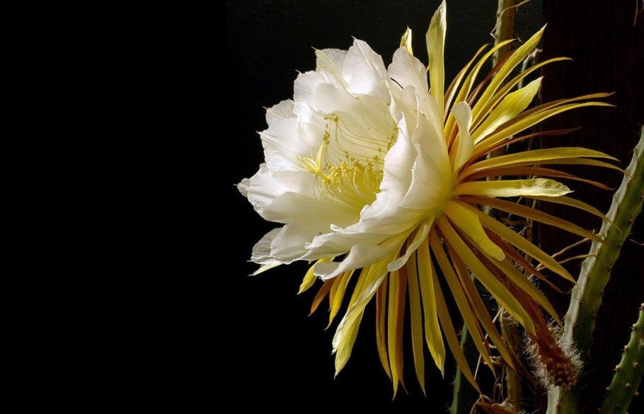 Селеницереус царица ночи