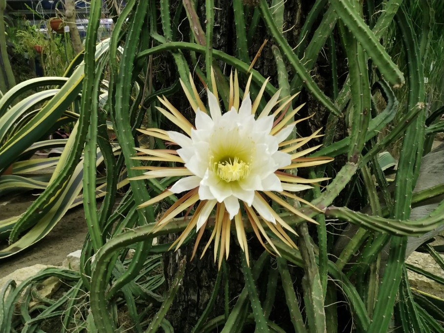 Селеницереус царица ночи