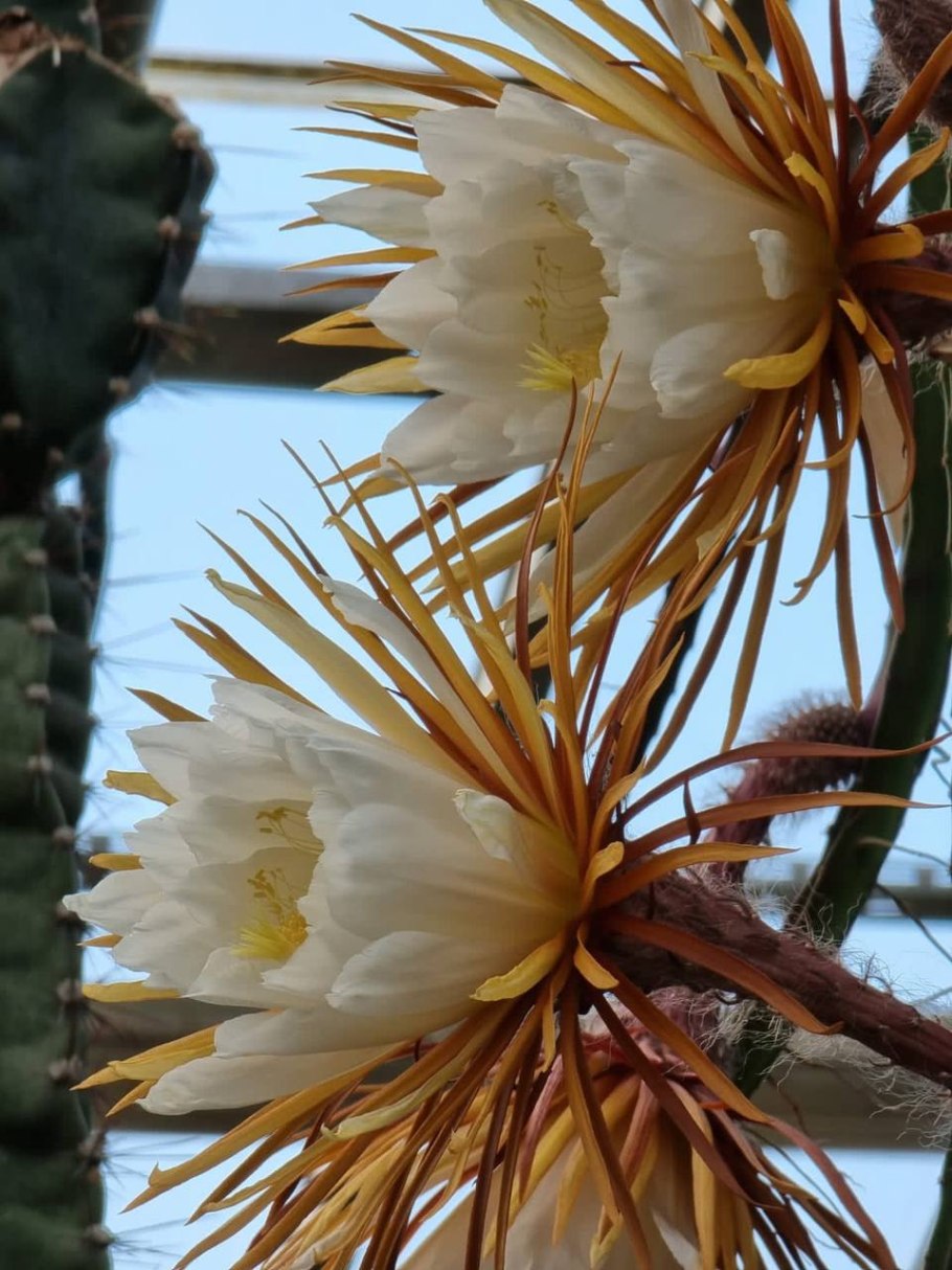 Царица ночи Ботанический сад