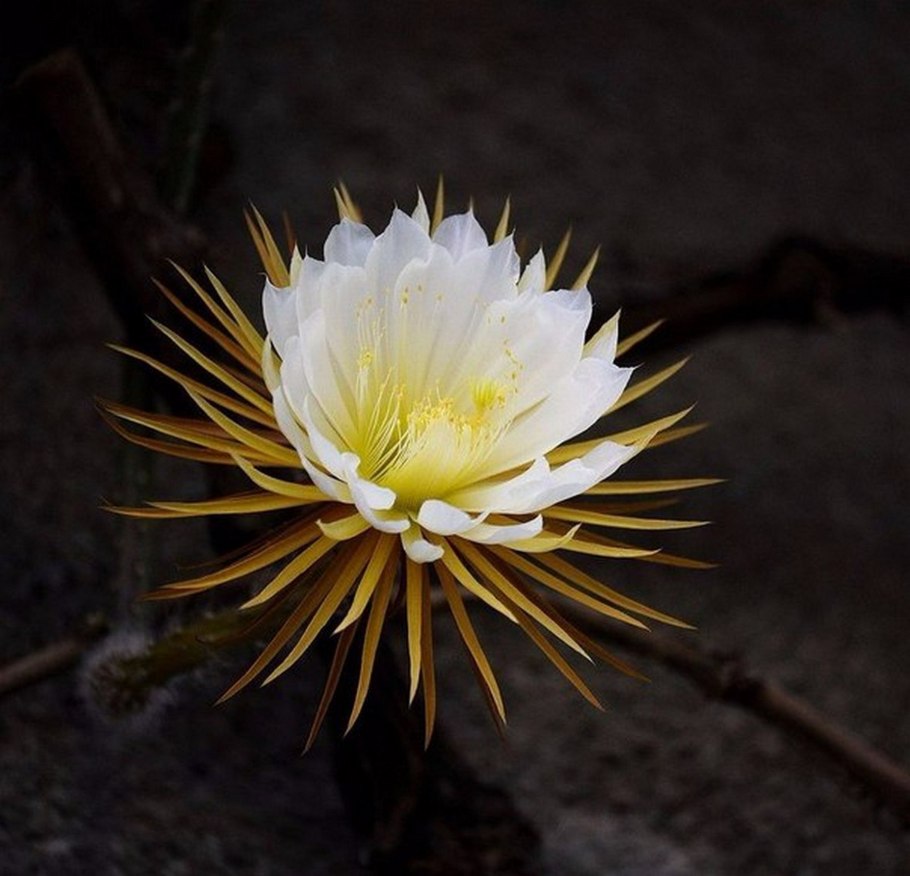 Селеницереус царица ночи