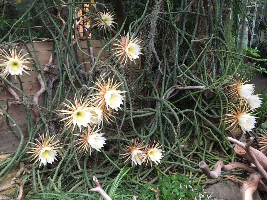 Селеницереус царица ночи