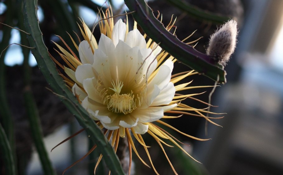 Селеницереус крупноцветковый царица ночи