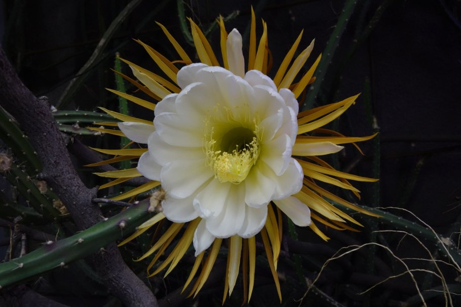 Селеницереус крупноцветковый