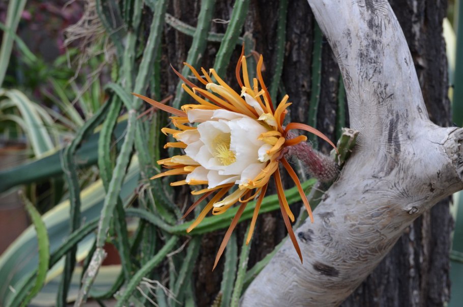 Селеницереус Макдональд