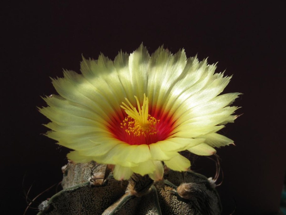 Селеницереус крупноцветковый царица ночи