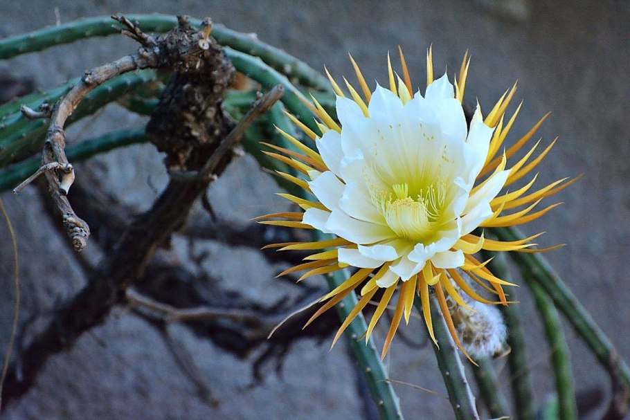 Кактус Селеницереус царица