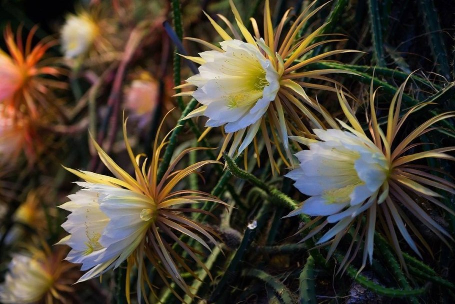 Селеницереус царица ночи