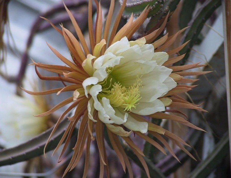 Драконий Кактус царица ночи или Селеницереус