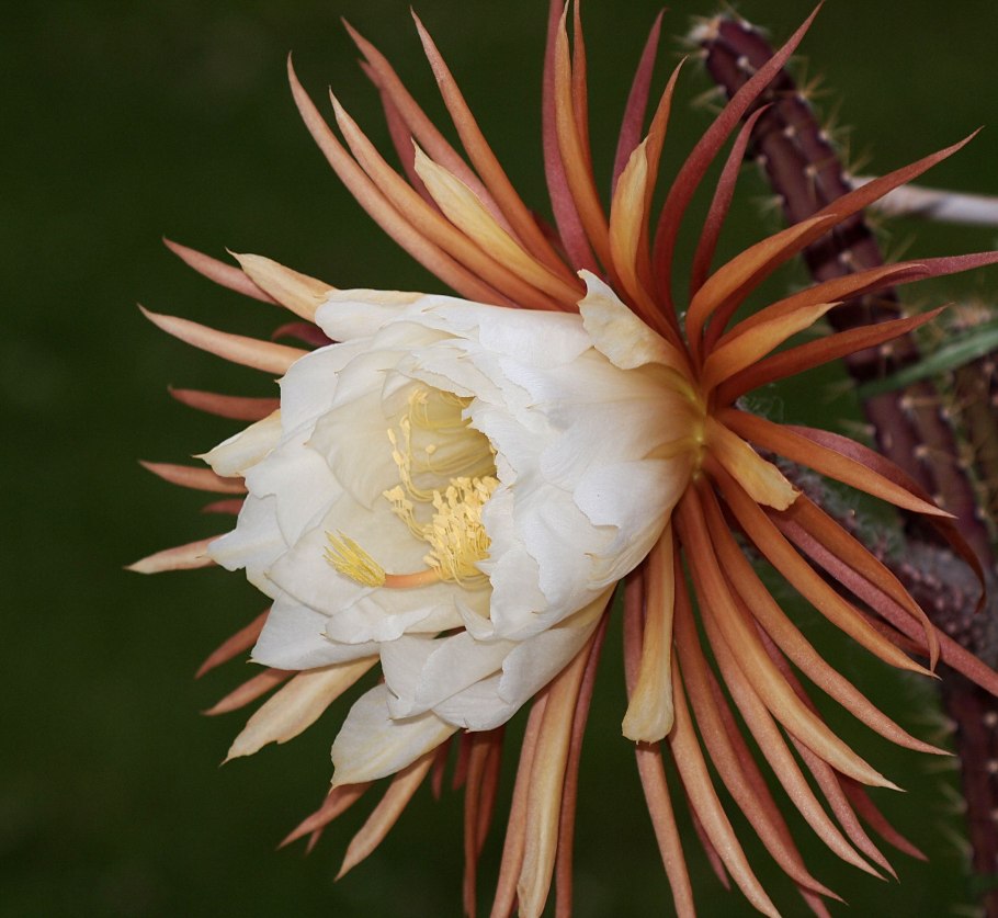Селеницереус царица ночи