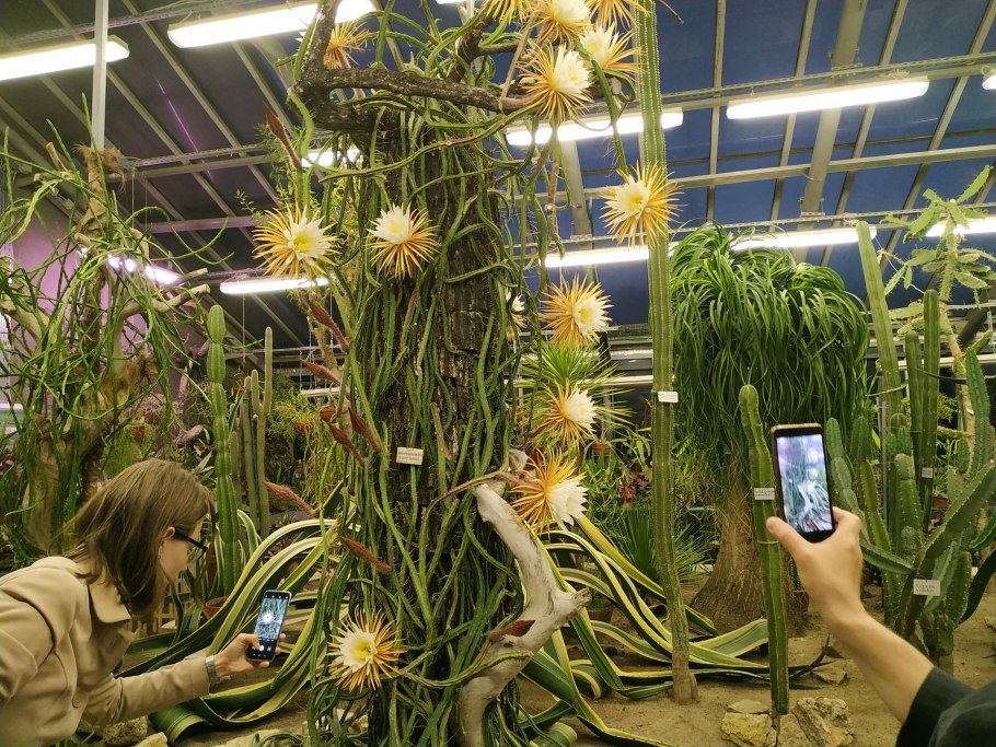 Селеницереус Энтони