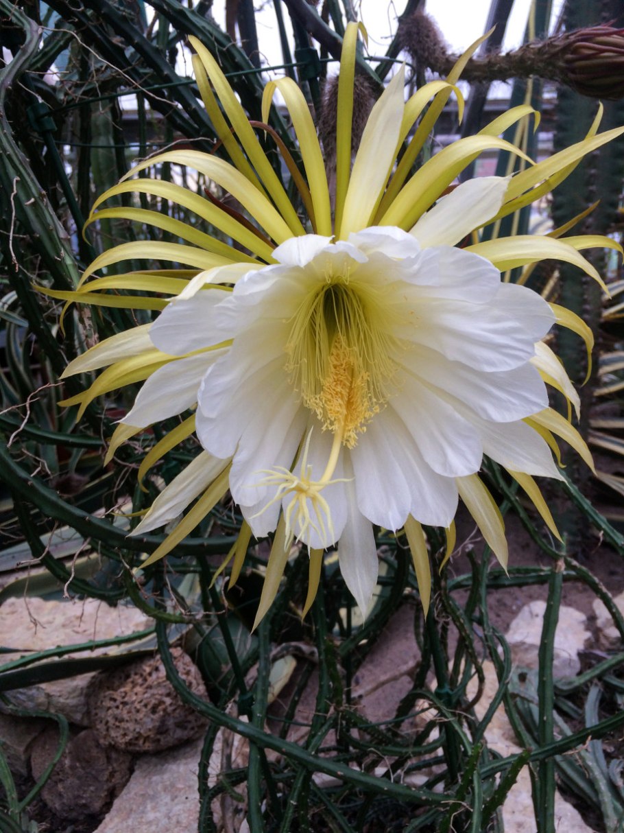 Селеницереус царица ночи