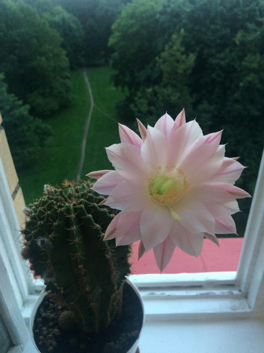 Кактус царица ночи Ботанический сад