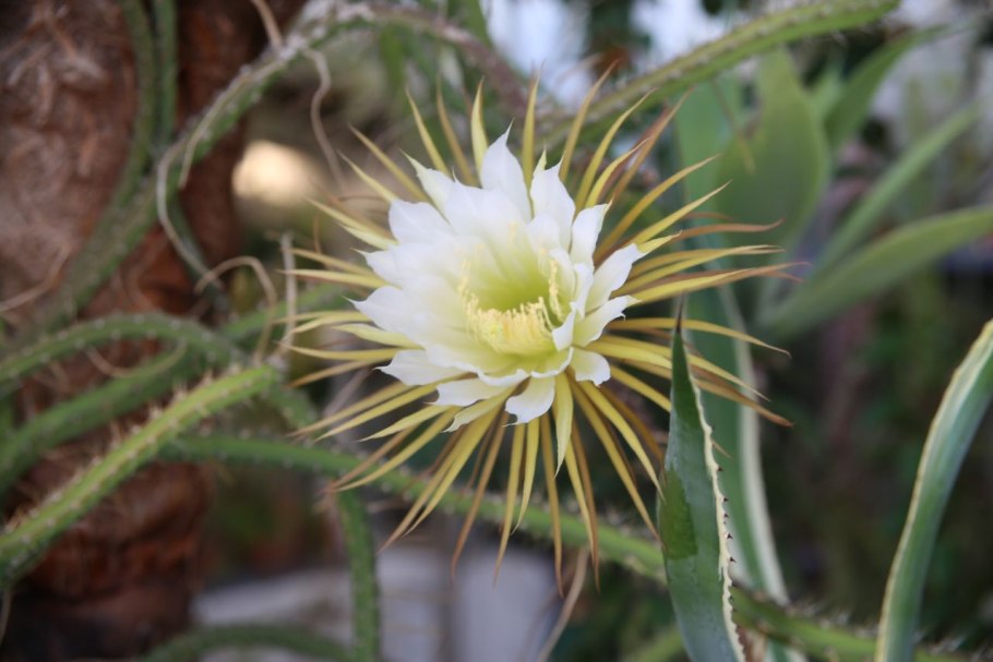 Кактус царица ночи фото