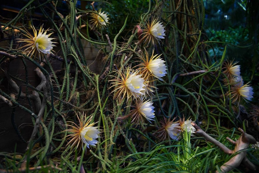 Селеницереус Грандифлорус