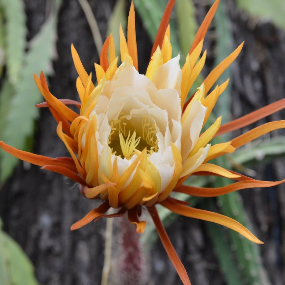 Царица ночи Ботанический сад 2022