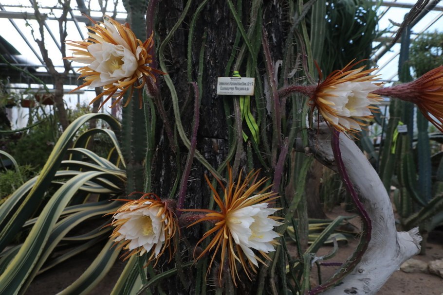 Царица ночи цветок Ботанический сад