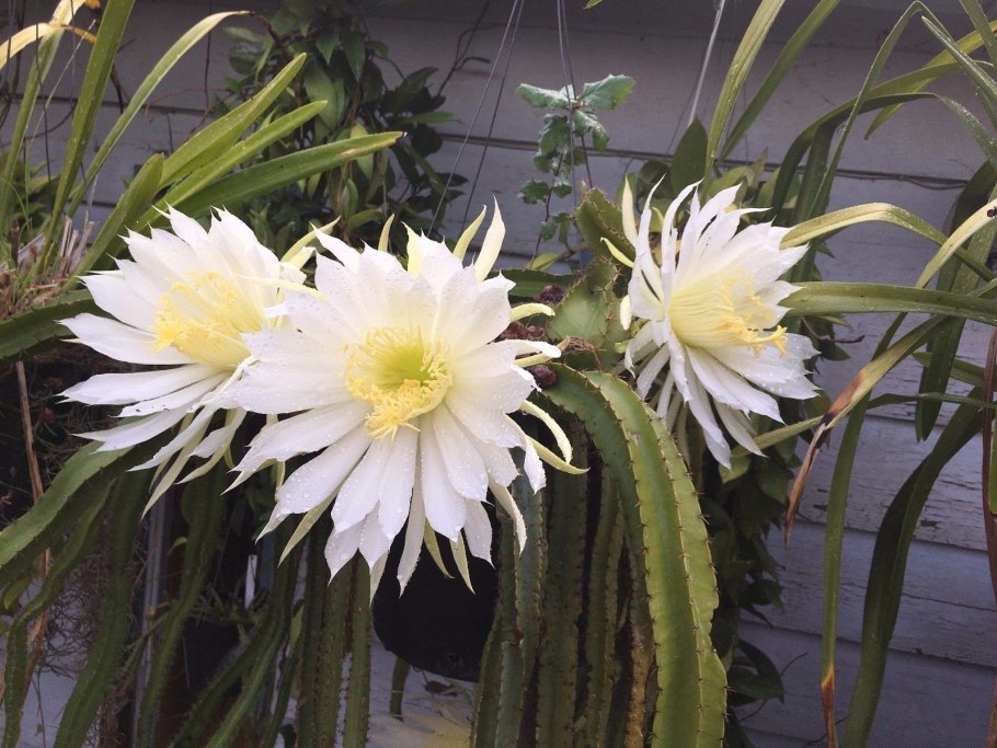 Селеницереус Грандифлорус