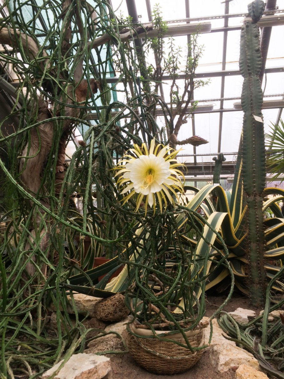 Лиана царица ночи