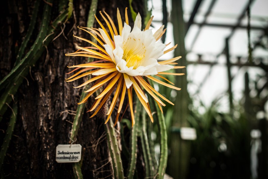 Селеницереус Макдональд