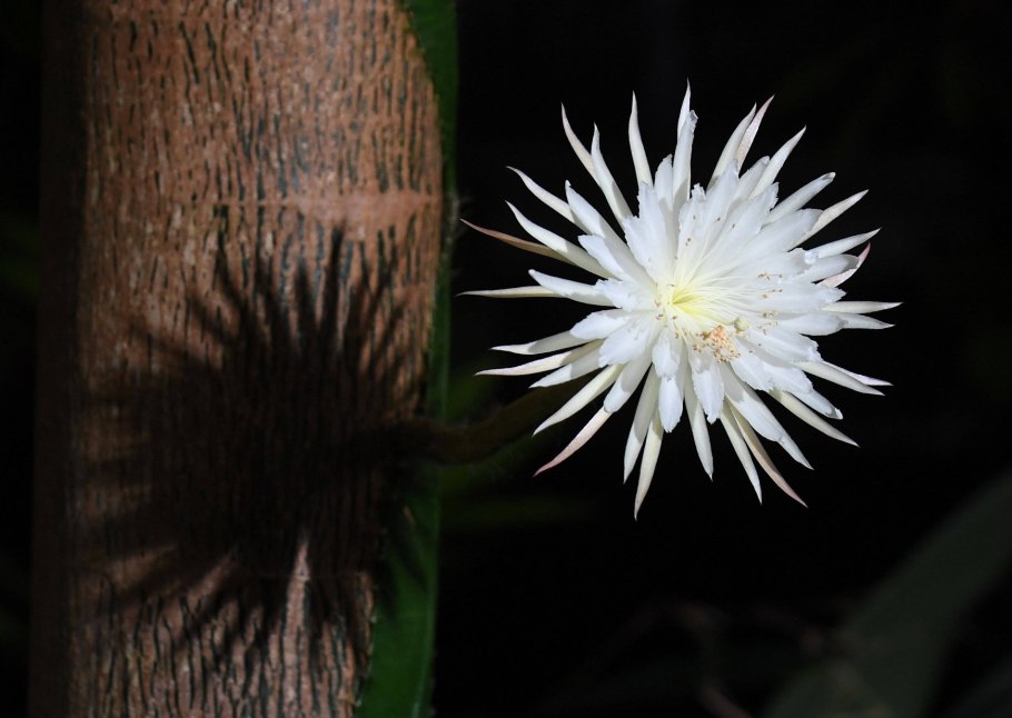 Царица ночи цветок Ботанический сад