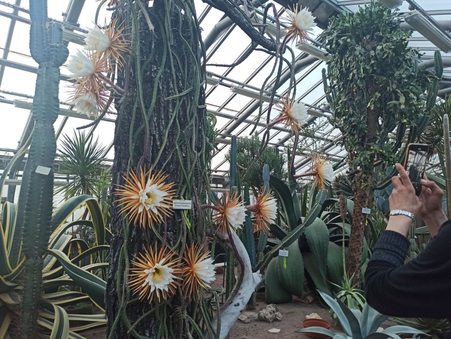 Эпифиллум оксипеталум царица ночи