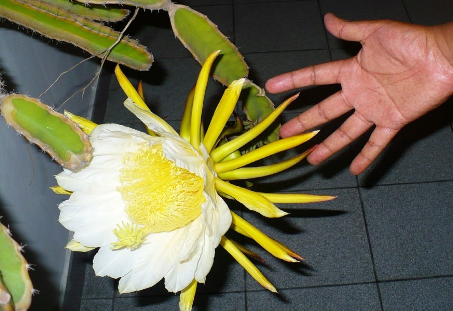 Селеницереус черепаховый