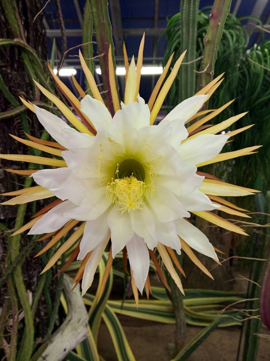 Царица ночи цветок Ботанический сад