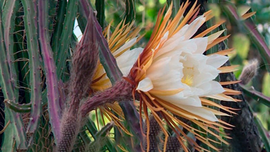 Селеницереус царица ночи