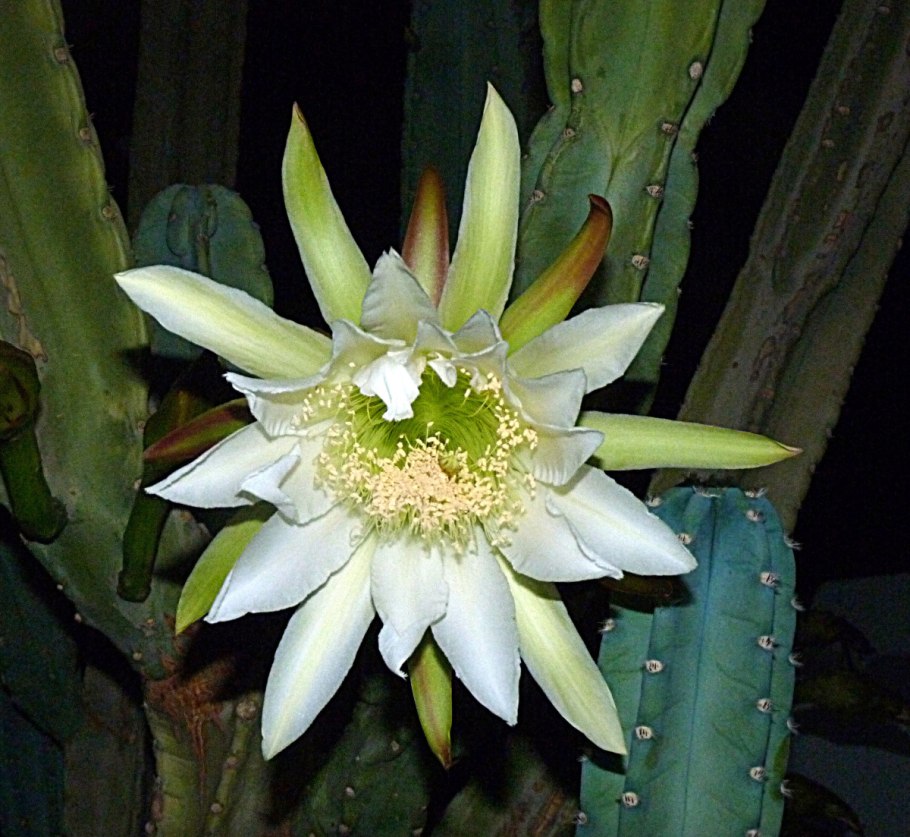 Кактус Селеницереус царица