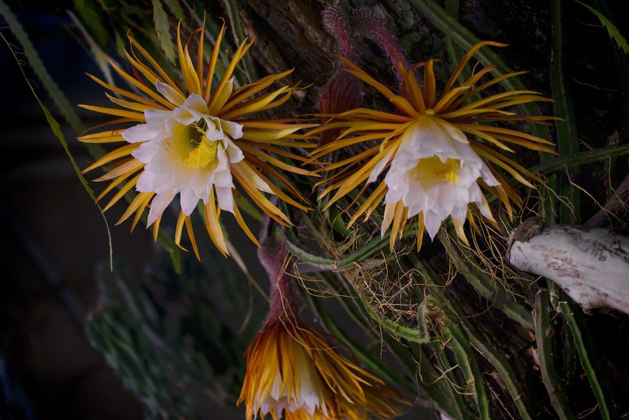 Селеницереус царица ночи